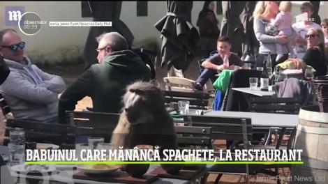 Babuinul care mănâncă spaghete, la un restaurant din Africa de Sud