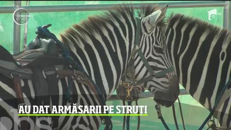 Cursele de struți, spectacol ieșit din comun pentru locuitorii din Nevada