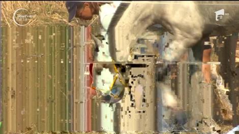 Zeci de cai, concurs de anduranță la Buftea