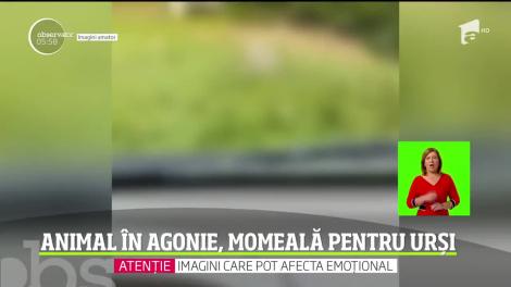 Imagini tulburătoare! Un cal în agonie a fost târât şi legat de un copac, la marginea unei păduri, ca momeală pentru urşi
