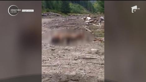 Patru bărbaţi sunt cercetaţi după ce cruzimea lor a îngrozit o ţară: au legat un cal viu de un tractor şi l-au aruncat în pădure ca momeală pentru urşi