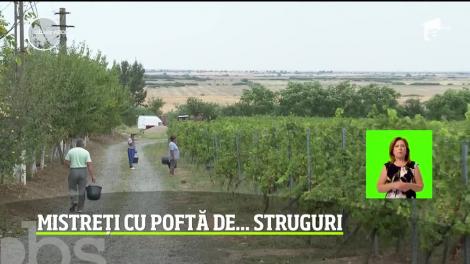 În Arad, viticultorii se plâng că mistreţii le calcă podgoriile noapte de noapte şi aproape le-au înjumătăţit recoltele