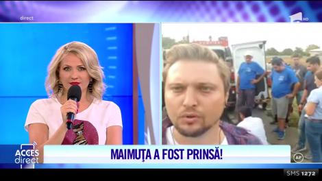 Maimuţa evadată din curtea unei case din Sectorul 5 al Capitalei a fost prinsă!