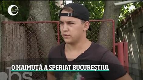 Maimuţa rătăcită pe străzile din Bucureşti a fost capturată