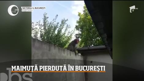 Un babuin evadat din curtea unei case a provocat panică într-un cartier al Sectorului 5 al Capitalei