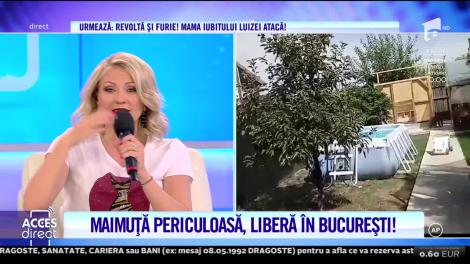 Alertă în Capitală, după ce o maimuță a evadat din curtea unei locuințe