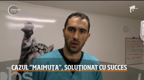 Maimuţa rătăcită pe străzile din Bucureşti a fost capturată