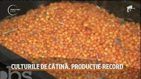 Culturile de cătină, producție-record