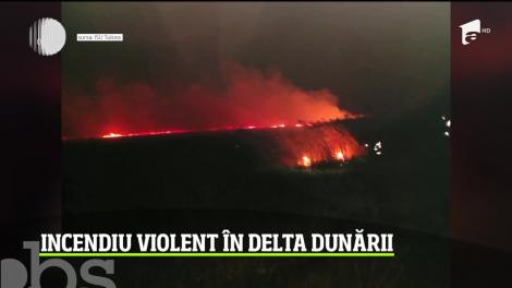 Zece hectare de vegetaţie uscată au fost cuprinse de flăcări în zona Mila 23 din Delta Dunării