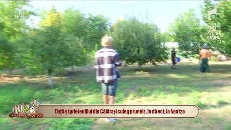 Duţă şi prietenii lui din Călăraşi culeg prunele, în direct, la Neatza cu Răzvan şi Dani!