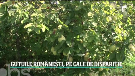 Gutuile românești, pe cale de dispariție. Cum se manifestă boala care afectează pomii