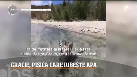 Gracie, felina care iubește apa. Pisica a devenit faimoasă pe Internet