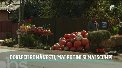 Sezonul dovlecilor este mai sărac în 2019! Bostanii care dau aromă toamnei vor lipsi din multe pieţe