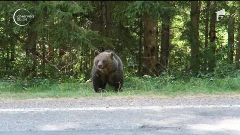 Un urs a fost filmat pe Transfăgărășan, pe marginea șoselei, aproape de barajul Vidradru! A fost emis un mesaj Ro-Alert
