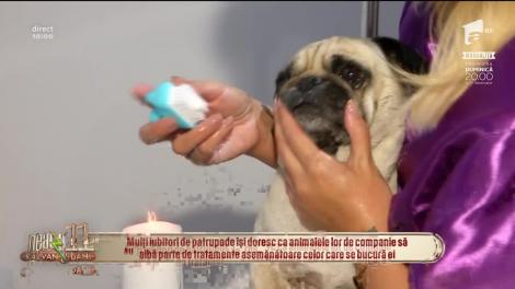 Și cățeii sunt stresați! Tratamentul facial și baia cu miere și lapte sunt doar câteva dintre ritualurile recomandate patrupedelor