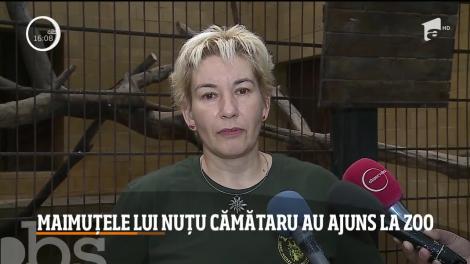 Animalele exotice care i-au fost confiscate lui Nuţu Cămătaru au ajuns la Grădina Zoologică din Târgu Mureş
