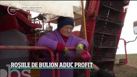Roșiile de bulion aduc profit fermierilor. Cum arată traseul roşiei din câmp până în sticla de bulion