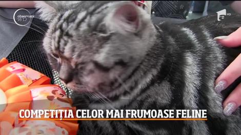 Competiția celor mai frumoase pisici, la malul mării