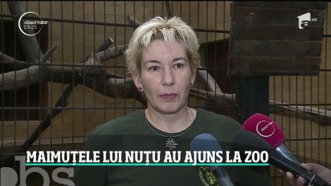 Maimuţele lui Nuţu Cămătaru au o casă nouă: grădina zoologică din Târgu Mureş. Cum s-au adaptat