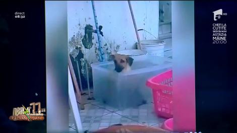 Smiley News - Neatza cu Răzvan și Dani. Apa, cel mai bun prieten al câinelui