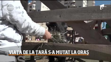 Satul s-a mutat la oraş, la Miercurea Ciuc! Ţăranii le-au arătat orăşenilor cum se fac reţete tradiţionale, cum se macină grâul și cum se hrănesc animalele