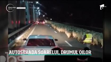 Imagini halucinante pe Autostrada Soarelui. 400 de oi, câini şi măgari au blocat benzile. Video