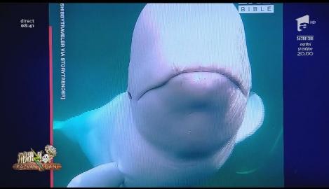 Smiley News - Neatza cu Răzvan și Dani. Beluga, balena albă, gest neașteptat. Cum a înapoiat o cameră de filmare căzută în apă