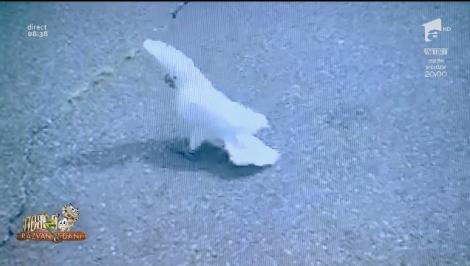 Smiley News - Neatza cu Răzvan și Dani. Papagalul dansator și șoferul care s-a făcut de râs în parcare