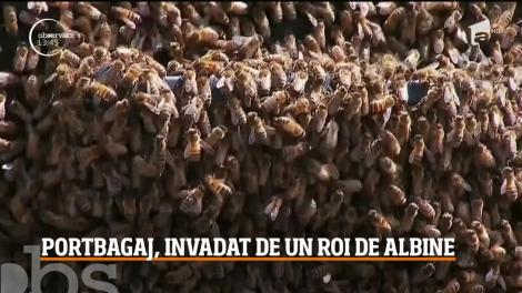 Un şofer din Australia şi-a găsit maşina invadată de mii de albine