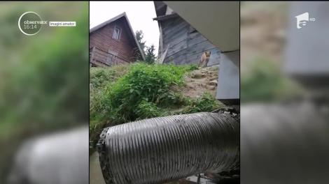 Vulpe fugărită de mai multe pisici flămânde