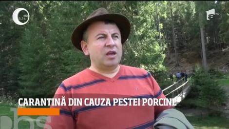 Nu am scăpat nici acum de pesta porcină. Specialiștii au instaurat carantina! Ce nu au voie să facă oamenii