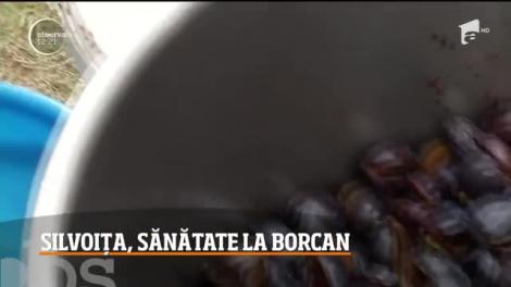 Secretele magiunului specific Apusenilor. Ce este silvoița