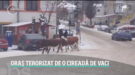 Un oraş din România este terorizat de o cireadă de vaci. Zeci de animale au pus stăpânire pe străzi