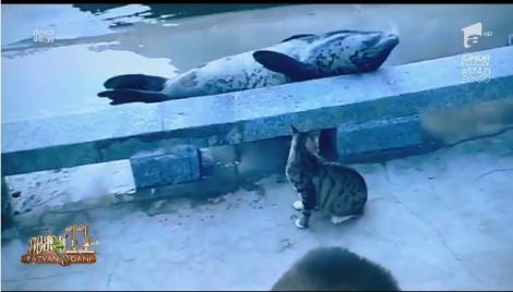 Smiley News - Neatza cu Răzvan și Dani. Foca actor și sensul de mers dedicat celor care se uită la telefon în timp ce merg