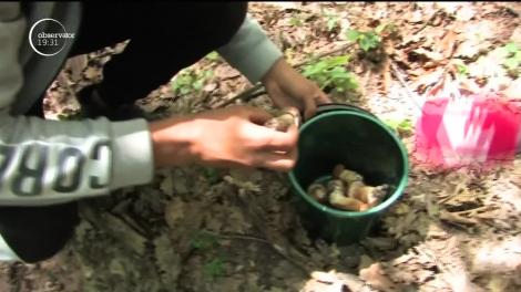 Seceta a crescut preţul hribilor sălbatici. La export însă, cererea este în continuare uriaşă. Delicatesele sunt foarte căutate în restaurante de lux