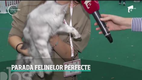 Parada felinelor perfecte, în Bucureşti