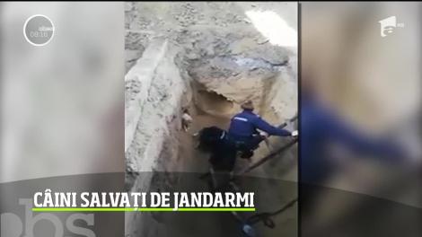 Gest impresionant al jandarmilor din Galaţi. Au salvat doi căţei care căzuseră într-un şanţ adânc de aproape 5 metri