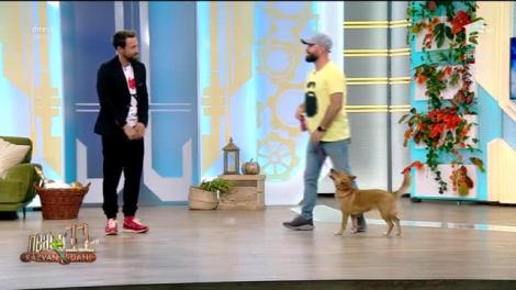 Neatza cu Răzvan și Dani. Cătălin Cornea, dresaj, în direct, cu cățelușa Hana