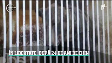 Două ursoaice salvate dintr-un circ din Ucraina vor descoperi libertatea în România. Povestea Mashei şi Laurei