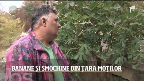 Bananieri şi smochini în Munţii Apuseni. Cum a fost posibil să cultive plantele exotice