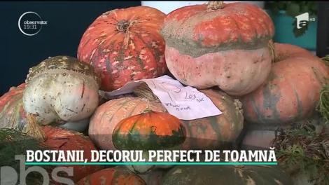 Bostanii, decorul perfect de toamnă