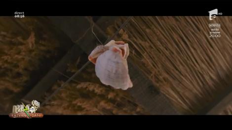 Videoclip! Leya D. & N.O.A.H. şi Magyc cântă melodia "Am nevoie de tine"