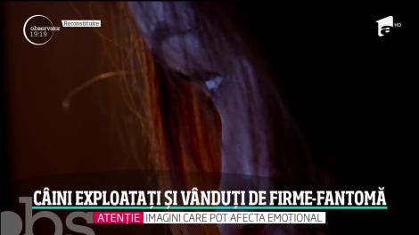 Visul de a avea un căţel se poate transformă într-un coşmar. Ce a păţit o tânără care a luat un labrador de pe internet