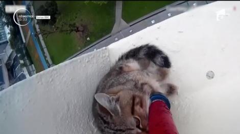 În Singapore, accidentele suferite de pisici au devenit o problemă. În medie, cinci feline pe săptămână cad de la înălţime