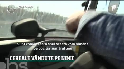 România este cel mai mare producător de porumb şi floarea soarelui din UE! De ce fermierii sunt nevoiți să-și vândă cerealele la prețuri  pe nimic