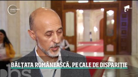 Vaca românească, pe cale de dispariţie. Acum avem de trei ori mai puţine bovine decât imediat după Revoluţie