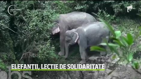 Elefanții, lecţie impresionantă de solidaritate. Şase elefanţi au murit în timp ce încercau să se salveze unii pe alţii