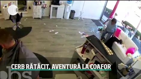 Cerb rătăcit, aventură la coafor