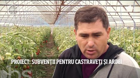 Se dau bani mulți! Ce subvenții pot primii cei care cultivă castraveţi, ardei şi vinete