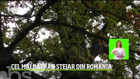 Cel mai bătrân stejar din România are peste 900 de ani